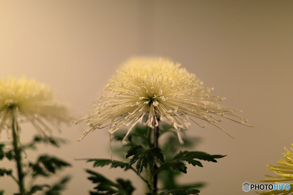 菊　展覧会３