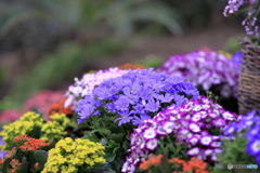 ファクトリーの花２