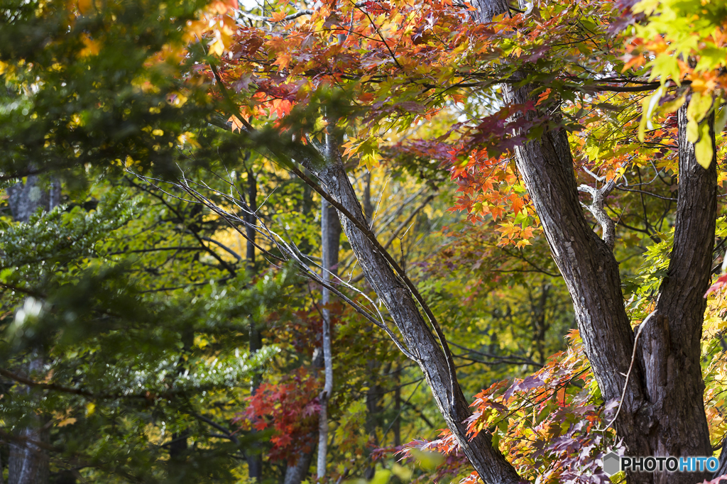 滝野すずらん公園　紅葉５