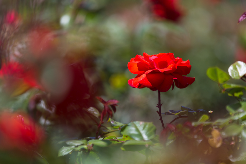 公園の薔薇　１