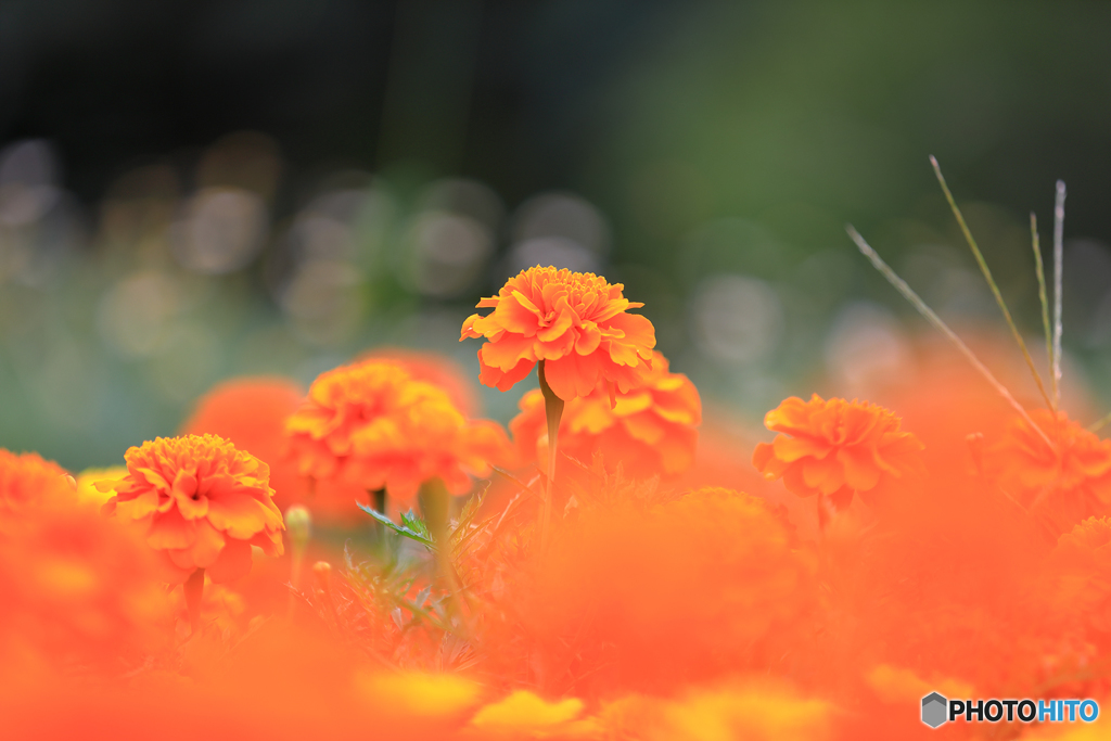 忘れかけていた　花撮り　百合が原公園　No3