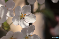 桜便り No8