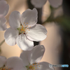 桜便り No8