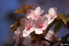 桜便り　No2