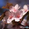 桜便り　No2