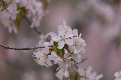 桜６