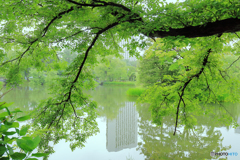 札幌市中島公園　雨上がり６