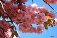 八重桜満開 その1