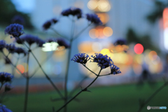 大通り公園の花　その２