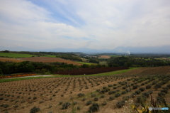 美瑛町　風景１