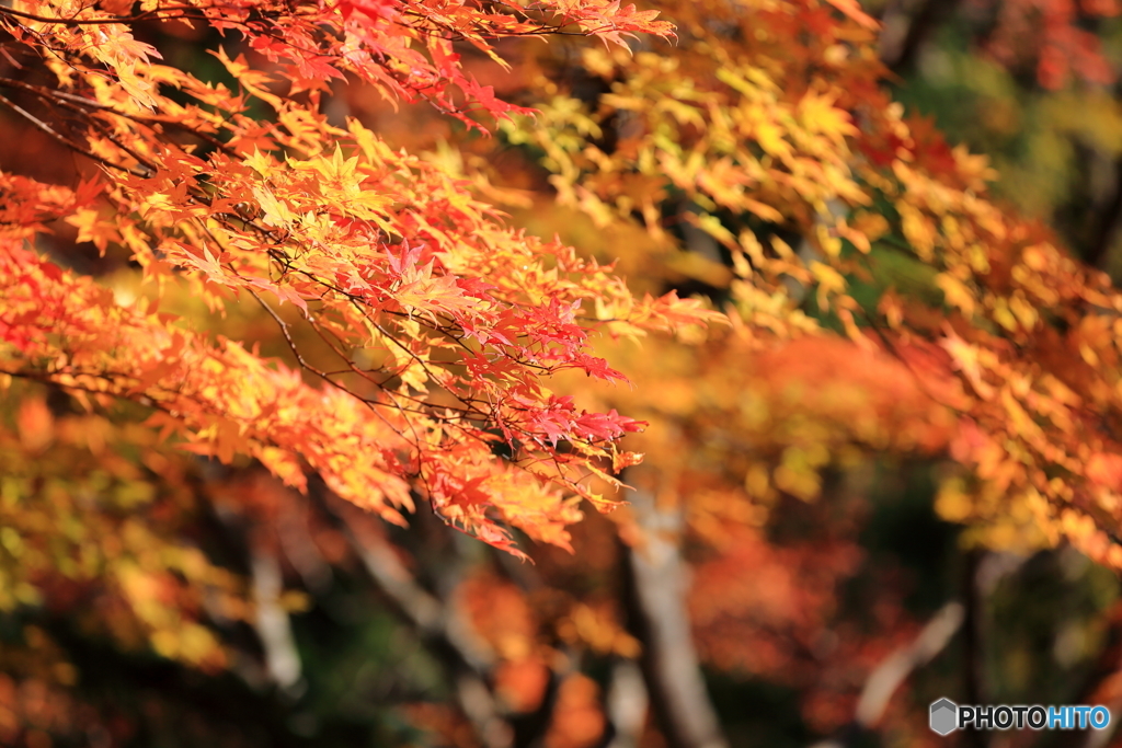 滝野すずらん公園　紅葉３