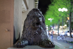 夜の街撮り　ライオンのお出迎え