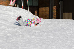 雪あそび　その１（お腹すべり）