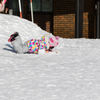 雪あそび　その１（お腹すべり）