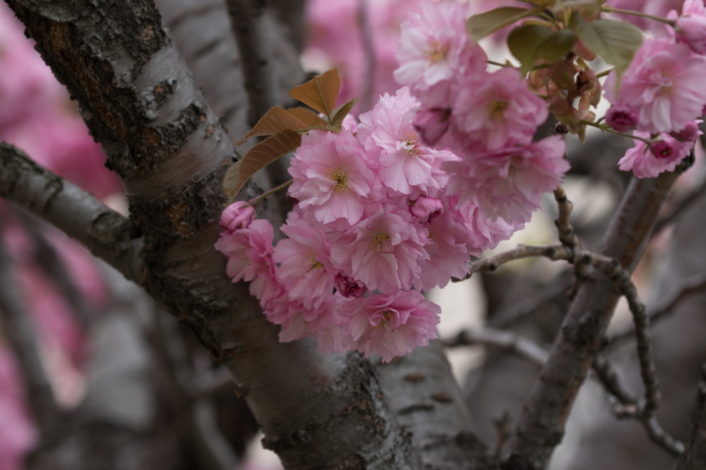 八重桜　１