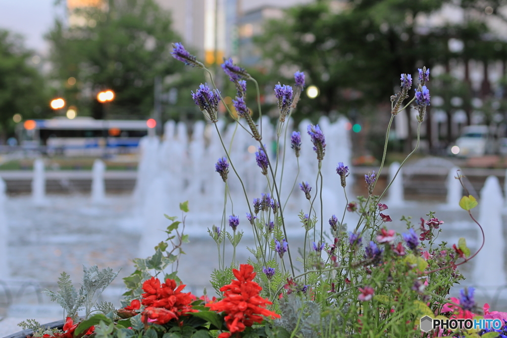 大通公園　噴水と花