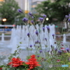大通公園　噴水と花