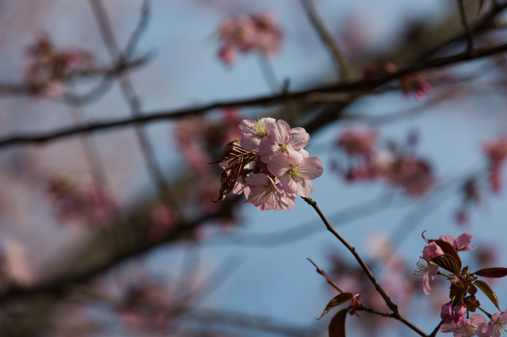 早すぎる桜　その４