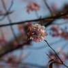 早すぎる桜　その４