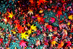 autumn leaves