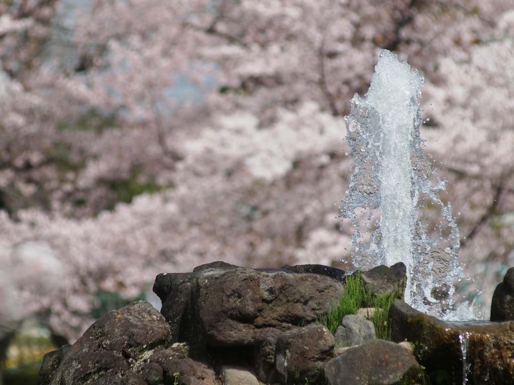 桜と噴水　