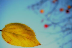紅葉