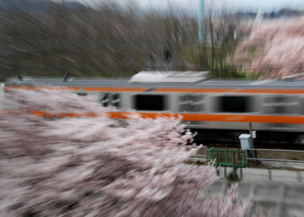 桜