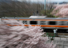 桜