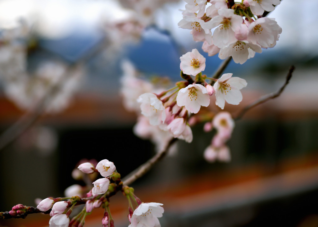 桜咲く