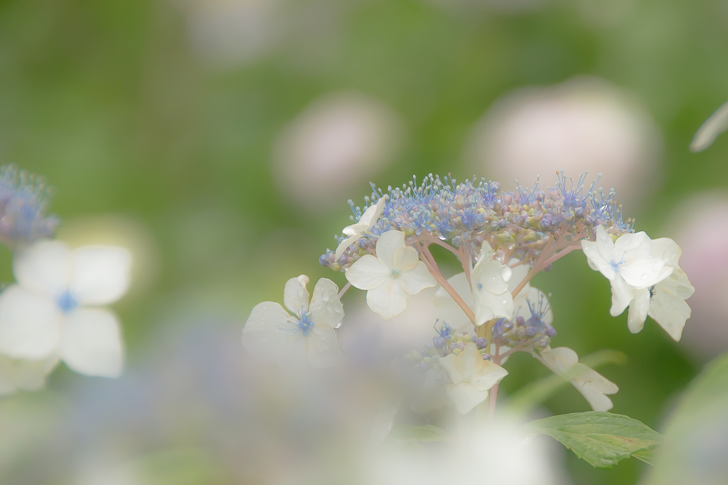 紫陽花