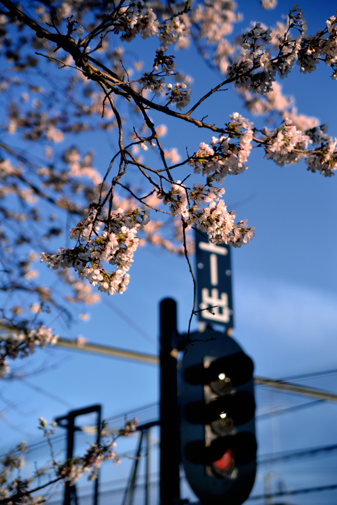 桜咲く