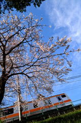 桜咲く