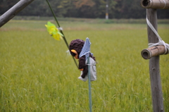 この田んぼは僕が守る！