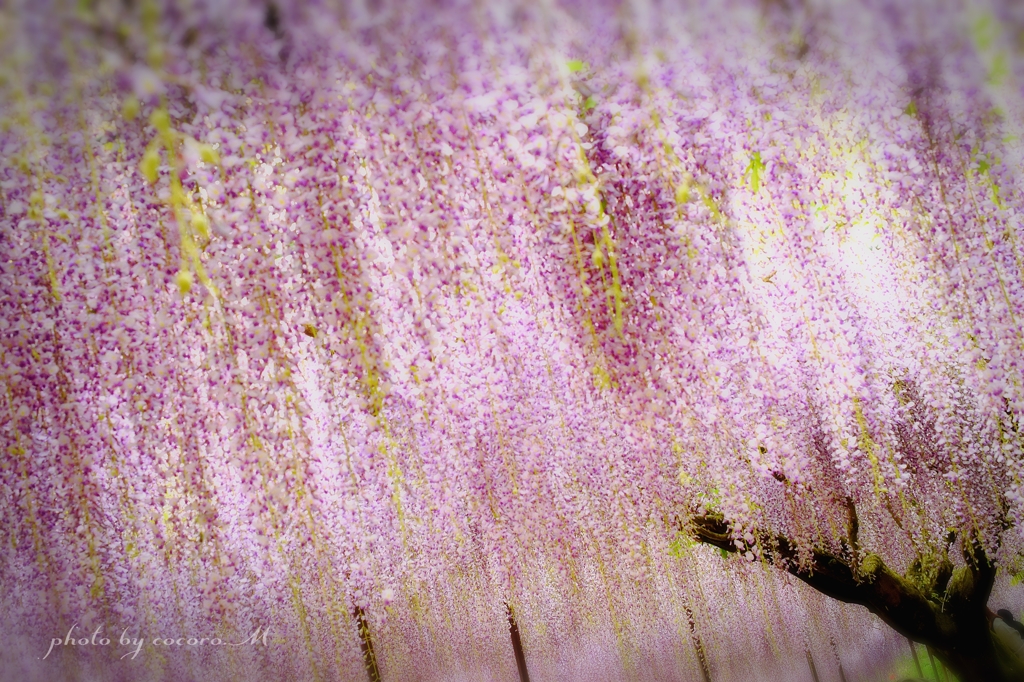 ｰwisteria rainｰ