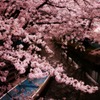 -桜 唄-