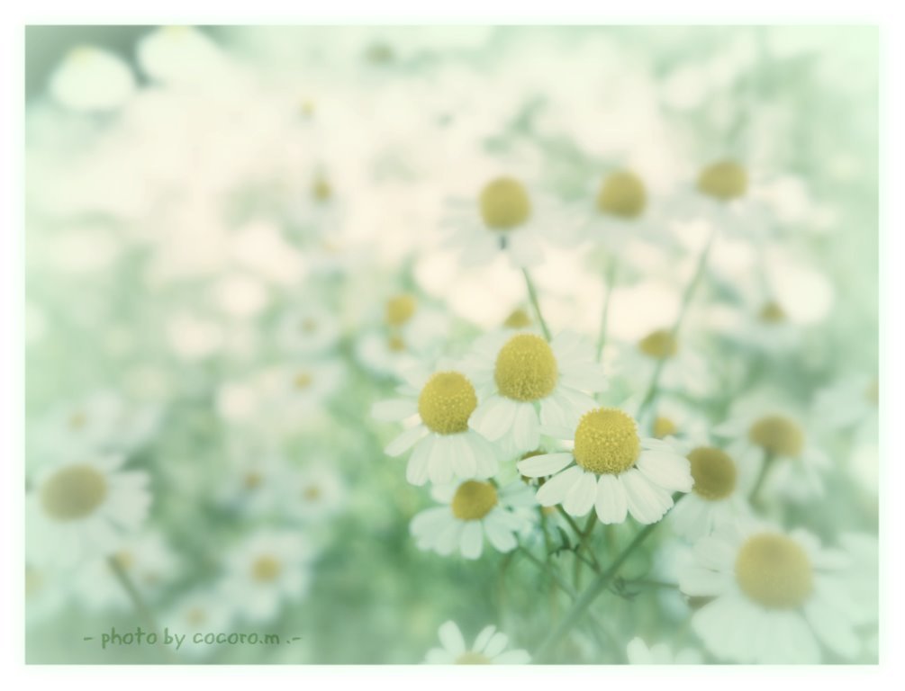 気だるいっ花畑っ。。。