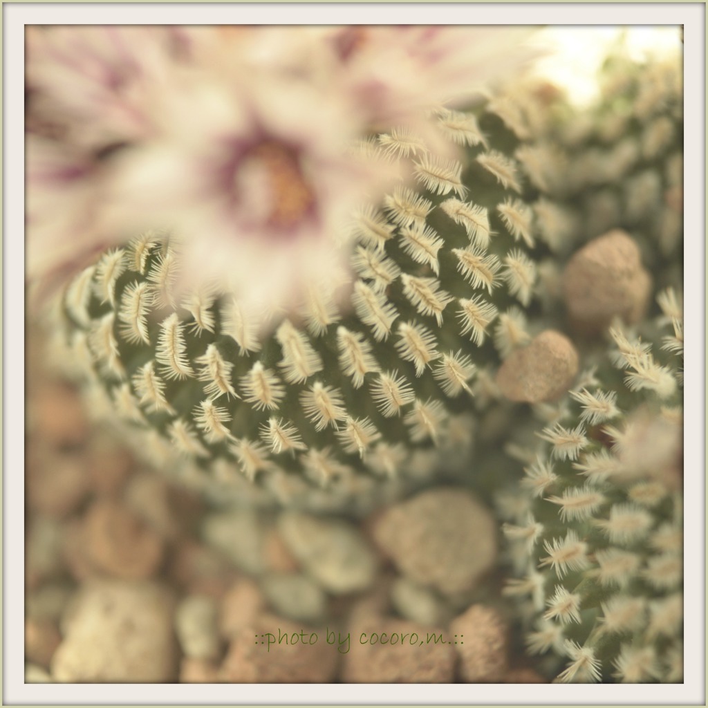-サボテンだって花は咲く-