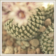 -サボテンだって花は咲く-