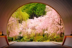桜色のっトンネルっ