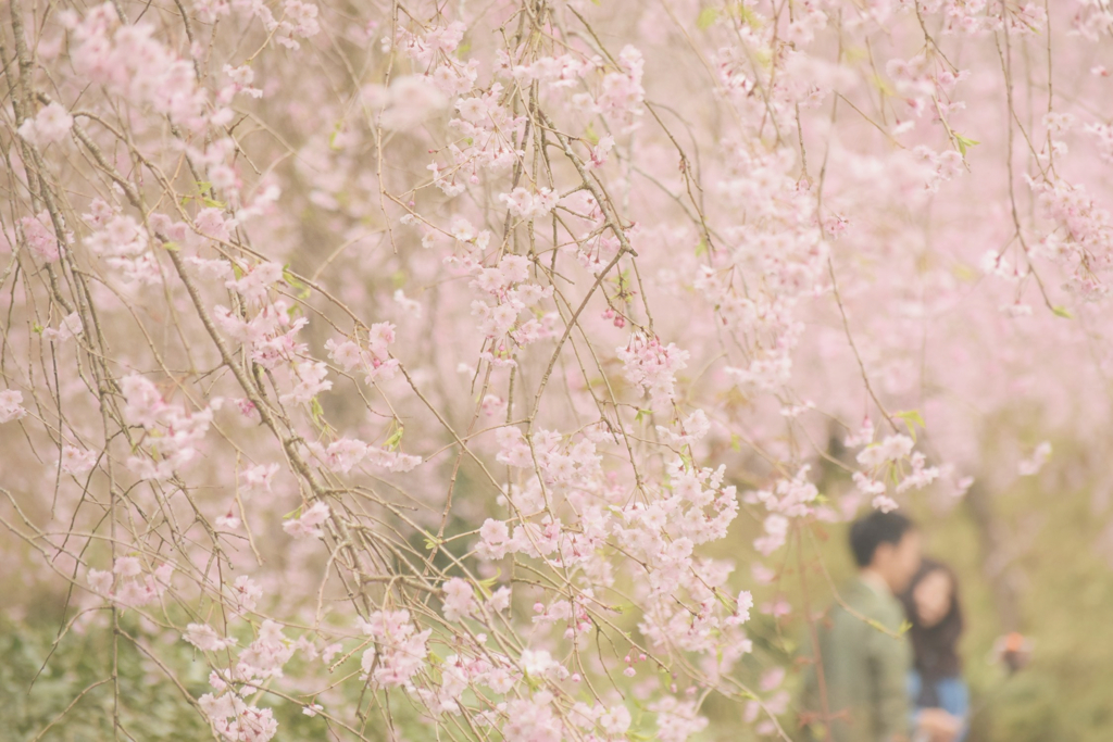 桜っ散っても桜色っ♪