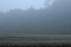 #140812 rice field