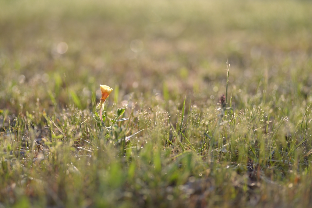 small in field   