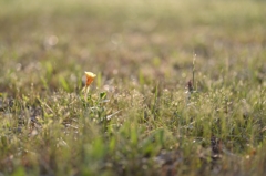 small in field   
