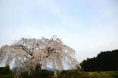 一本桜