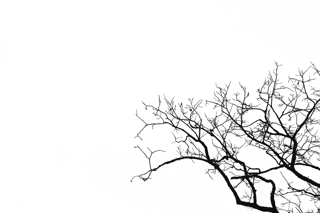 branch