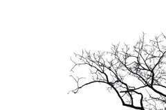 branch
