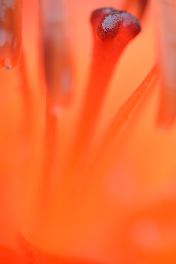 #140622 coral