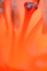 #140622 coral
