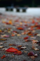 leaves