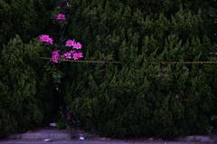 restriction